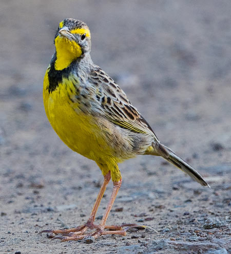Yellow-throated Longclaw